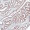 Leucine Zipper Protein 1 antibody, orb74200, Biorbyt, Immunohistochemistry paraffin image 