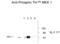 Mitogen-Activated Protein Kinase Kinase 1 antibody, XPS-1017, ProSci, Western Blot image 