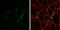 Neurofascin antibody, GTX133266, GeneTex, Immunofluorescence image 