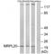 Mitochondrial Ribosomal Protein L20 antibody, A14230, Boster Biological Technology, Western Blot image 