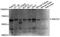 ATP Binding Cassette Subfamily G Member 2 (Junior Blood Group) antibody, abx126818, Abbexa, Western Blot image 