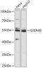 Gasdermin D antibody, 16-910, ProSci, Western Blot image 