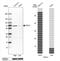 Paraspeckle Component 1 antibody, NBP1-83801, Novus Biologicals, Western Blot image 