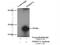 Translocase Of Inner Mitochondrial Membrane 17A antibody, 11189-1-AP, Proteintech Group, Immunoprecipitation image 