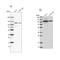 BICD Cargo Adaptor 2 antibody, NBP1-81488, Novus Biologicals, Western Blot image 