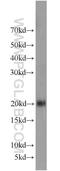 Rac Family Small GTPase 1 antibody, 24072-1-AP, Proteintech Group, Western Blot image 