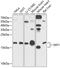 S-Phase Kinase Associated Protein 1 antibody, 14-478, ProSci, Western Blot image 