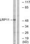 LDL Receptor Related Protein 11 antibody, TA315943, Origene, Western Blot image 