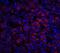 Interleukin 23 Subunit Alpha antibody, A01097, Boster Biological Technology, Immunofluorescence image 