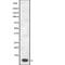 Gonadotropin Releasing Hormone 1 antibody, abx215657, Abbexa, Western Blot image 