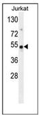 Family With Sequence Similarity 118 Member B antibody, AP51525PU-N, Origene, Western Blot image 