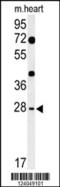 Hes Family BHLH Transcription Factor 7 antibody, 64-076, ProSci, Western Blot image 