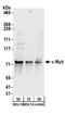 c-Myb antibody, A304-138A, Bethyl Labs, Western Blot image 