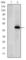 Protein Kinase, DNA-Activated, Catalytic Subunit antibody, abx011674, Abbexa, Western Blot image 