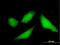 CPX Chromosome Region Candidate 1 antibody, H00053336-B01P, Novus Biologicals, Immunocytochemistry image 