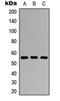 Transcription Factor CP2 Like 1 antibody, orb234967, Biorbyt, Western Blot image 