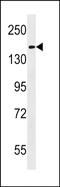 Hephaestin Like 1 antibody, PA5-49044, Invitrogen Antibodies, Western Blot image 