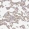 Thyroid Hormone Receptor Interactor 13 antibody, NBP1-90335, Novus Biologicals, Immunohistochemistry frozen image 