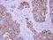 Tu Translation Elongation Factor, Mitochondrial antibody, PA5-27511, Invitrogen Antibodies, Immunohistochemistry frozen image 