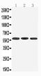 Dopamine Receptor D5 antibody, LS-C313305, Lifespan Biosciences, Western Blot image 