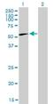 Chaperonin Containing TCP1 Subunit 6B antibody, H00010693-M01, Novus Biologicals, Western Blot image 