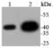 Mitogen-Activated Protein Kinase 1 antibody, NBP2-67360, Novus Biologicals, Western Blot image 