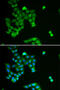 Praja Ring Finger Ubiquitin Ligase 2 antibody, 22-227, ProSci, Immunofluorescence image 