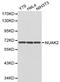 NUAK Family Kinase 2 antibody, LS-C192352, Lifespan Biosciences, Western Blot image 