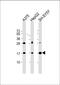 Signal Recognition Particle 14 antibody, 60-309, ProSci, Western Blot image 