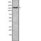 Uggt antibody, abx219243, Abbexa, Western Blot image 