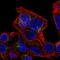 Solute Carrier Family 29 Member 3 antibody, NBP2-58230, Novus Biologicals, Immunofluorescence image 
