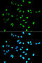 Paired Box 2 antibody, GTX54602, GeneTex, Immunocytochemistry image 