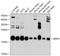 Receptor Accessory Protein 5 antibody, A10855, Boster Biological Technology, Western Blot image 