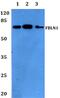 Fibulin 1 antibody, PA5-37163, Invitrogen Antibodies, Western Blot image 