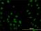 Sp1 Transcription Factor antibody, H00006667-M02, Novus Biologicals, Immunofluorescence image 