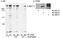 SMG1 Nonsense Mediated MRNA Decay Associated PI3K Related Kinase antibody, A300-393A, Bethyl Labs, Immunoprecipitation image 