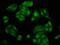 Nudix Hydrolase 5 antibody, LS-C672162, Lifespan Biosciences, Immunofluorescence image 