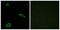 Melanocortin 2 Receptor antibody, GTX87598, GeneTex, Immunofluorescence image 