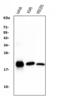 BH3 Interacting Domain Death Agonist antibody, M00730-1, Boster Biological Technology, Western Blot image 