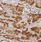 Acyl-CoA Synthetase Medium Chain Family Member 5 antibody, FNab00112, FineTest, Immunohistochemistry frozen image 