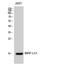 Mitochondrial Ribosomal Protein L51 antibody, A14477-2, Boster Biological Technology, Western Blot image 