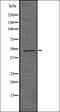 Hyaluronan And Proteoglycan Link Protein 1 antibody, orb336519, Biorbyt, Western Blot image 