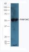 Reticulophagy Regulator Family Member 3 antibody, orb2448, Biorbyt, Western Blot image 