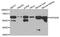 VPS33B Interacting Protein, Apical-Basolateral Polarity Regulator, Spe-39 Homolog antibody, abx005997, Abbexa, Western Blot image 