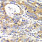 Glutamate Dehydrogenase 2 antibody, 22-344, ProSci, Immunohistochemistry frozen image 