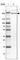 Rho Guanine Nucleotide Exchange Factor 40 antibody, HPA030757, Atlas Antibodies, Western Blot image 