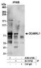 Serine/threonine-protein kinase DCLK1 antibody, A304-416A, Bethyl Labs, Immunoprecipitation image 