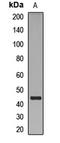 Krueppel-like factor 15 antibody, LS-C668737, Lifespan Biosciences, Western Blot image 