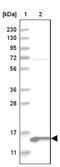 Mitochondrial Ribosomal Protein L41 antibody, NBP1-88570, Novus Biologicals, Western Blot image 