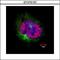 Centromere Protein F antibody, GTX70137, GeneTex, Immunofluorescence image 
